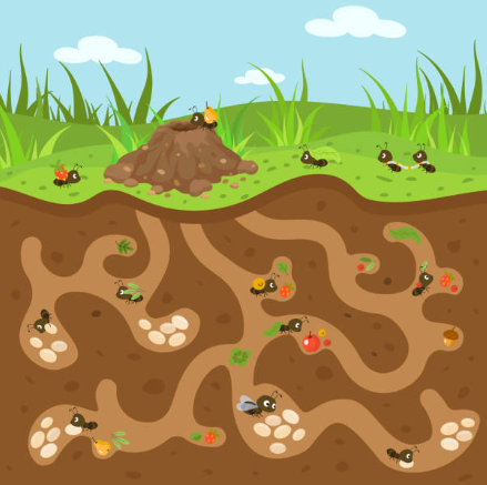 Fire Ant colony
